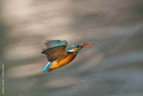 Common Kingfisher in the flight. The common kingfisher (Alcedo atthis) is a small and colorful bird known as the Eurasian or river kingfisher. photo