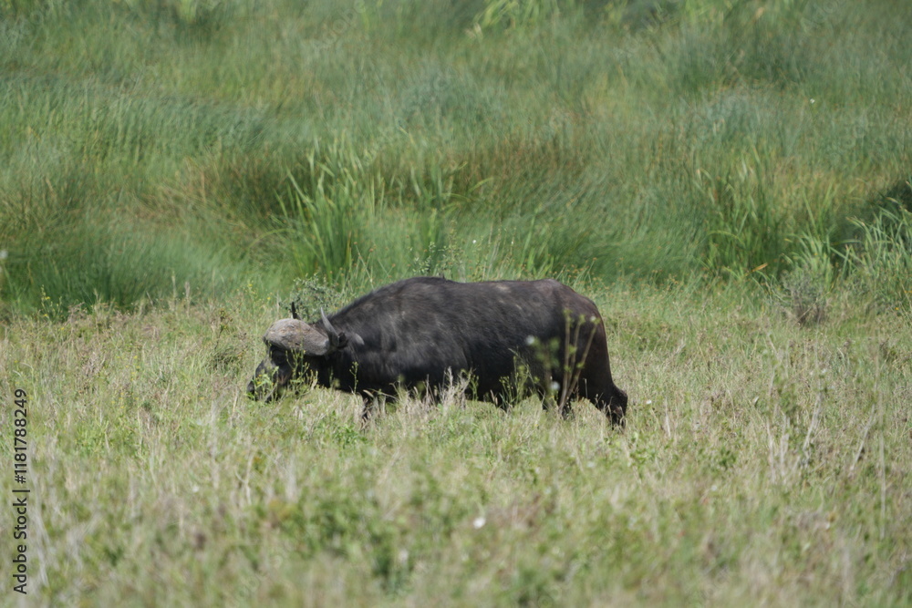 lone african buffalo walking through grass in the serengeti national park safari, wildlife lone african buffalo walking through grass in the serengeti national park safari, wildlife