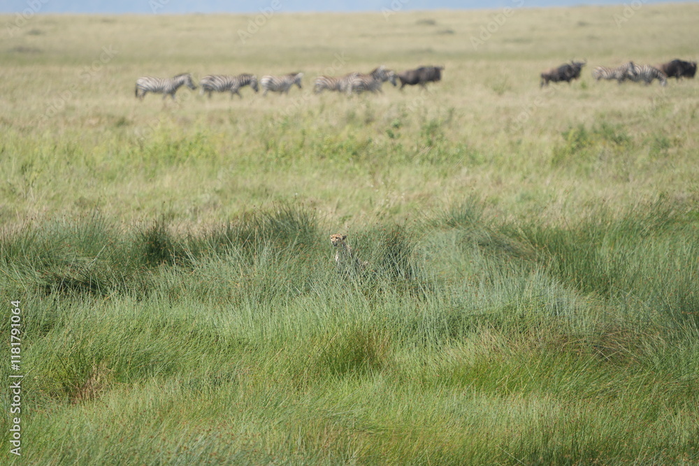 Obraz premium herd of buffalo roaming through the serengeti national park, while a cheetah with their cubs chills on the foreground