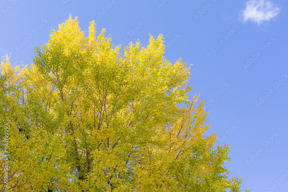autumn yellow gingko tree and blue clear sky in shinto shrine autumn yellow gingko tree and blue clear sky in shinto shrine