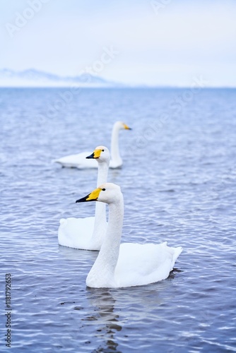 Swans swimming in a tranquil lake with mountains. photo