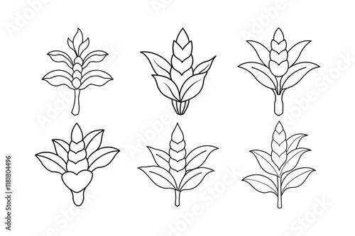 Galangal (Alpinia galanga) design, labeled line art vector illustration