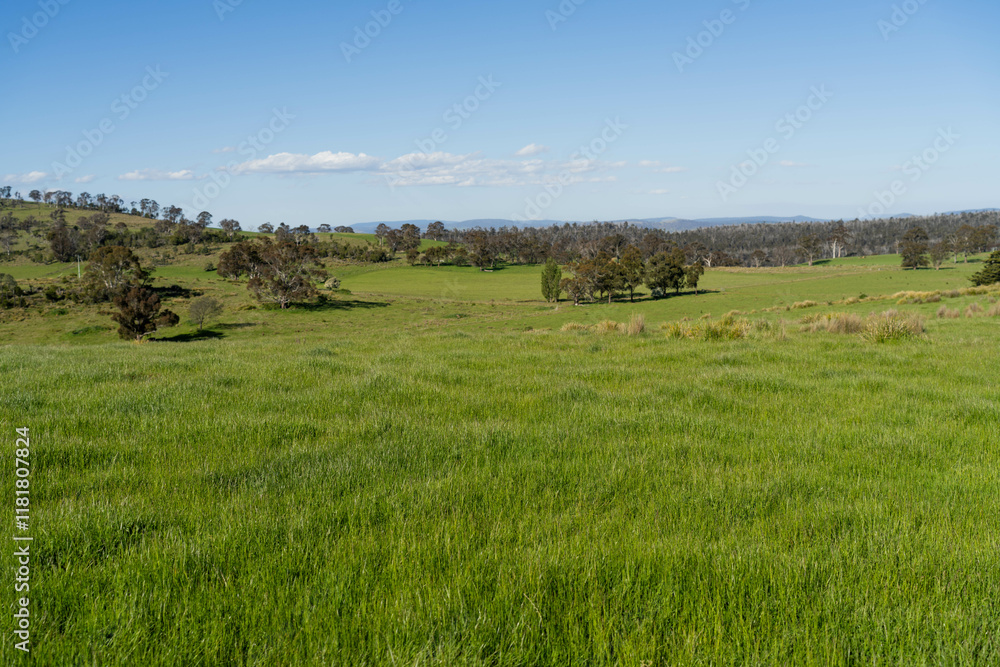 Fototapeta premium green grass in a field on a farm with gum trees practicing regenerative agriculture and growing crops