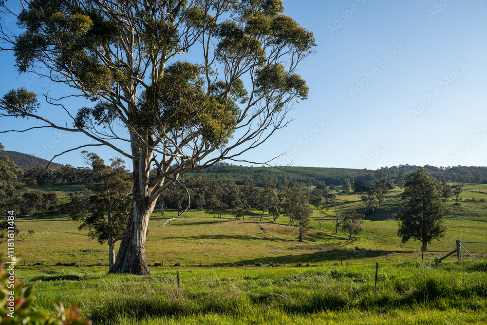 green grass in a field on a farm with gum trees practicing regenerative agriculture and growing crops green grass in a field on a farm with gum trees practicing regenerative agriculture and growing crops