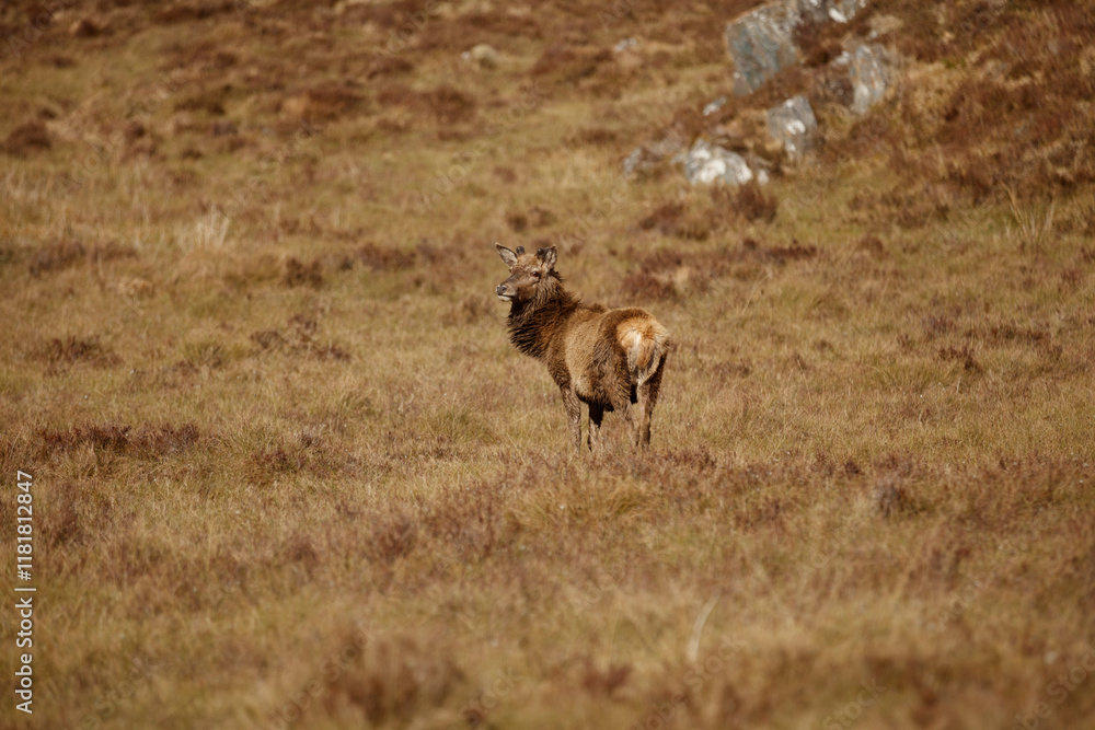 Brown deer standing in the grassy landscape of Scottish Highlands during late afternoon hours Brown deer standing in the grassy landscape of Scottish Highlands during late afternoon hours