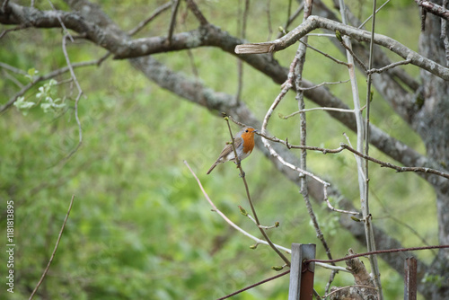 Bright orange bird perched on branch in lush Scottish landscape during springtime photo