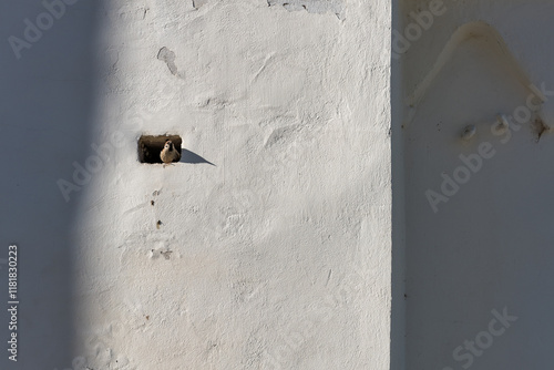 a bird peeking out of a small hole in the wall