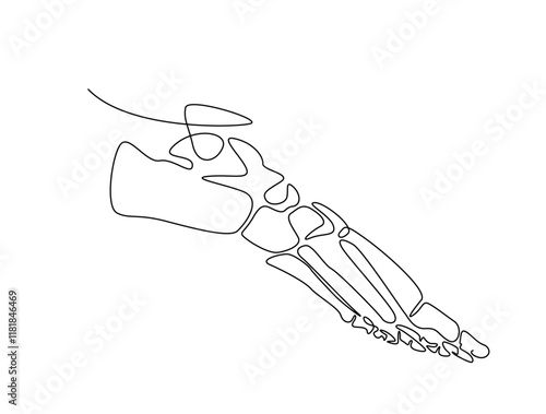 Continuous one line drawing bones of human foot.  bones of the foot in single line art vector illustration. Editable stroke.