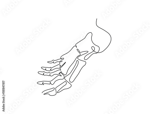 Continuous one line drawing bones of human foot.  bones of the foot in single line art vector illustration. Editable stroke.