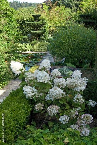 Hydrangea phantom, Hortensia, Jardins Castillon, Plantbessin, Castillon, 14, Calvados, France photo