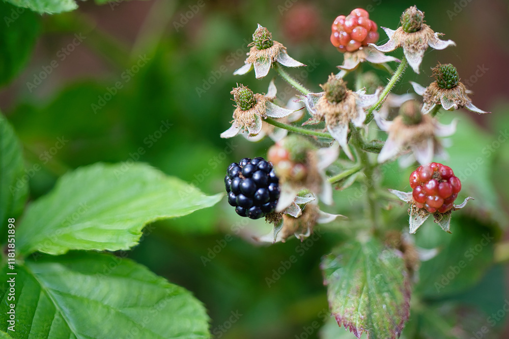 Exploring the lifecycle of blackberry plants and the impact of diseases on fruit development Exploring the lifecycle of blackberry plants and the impact of diseases on fruit development