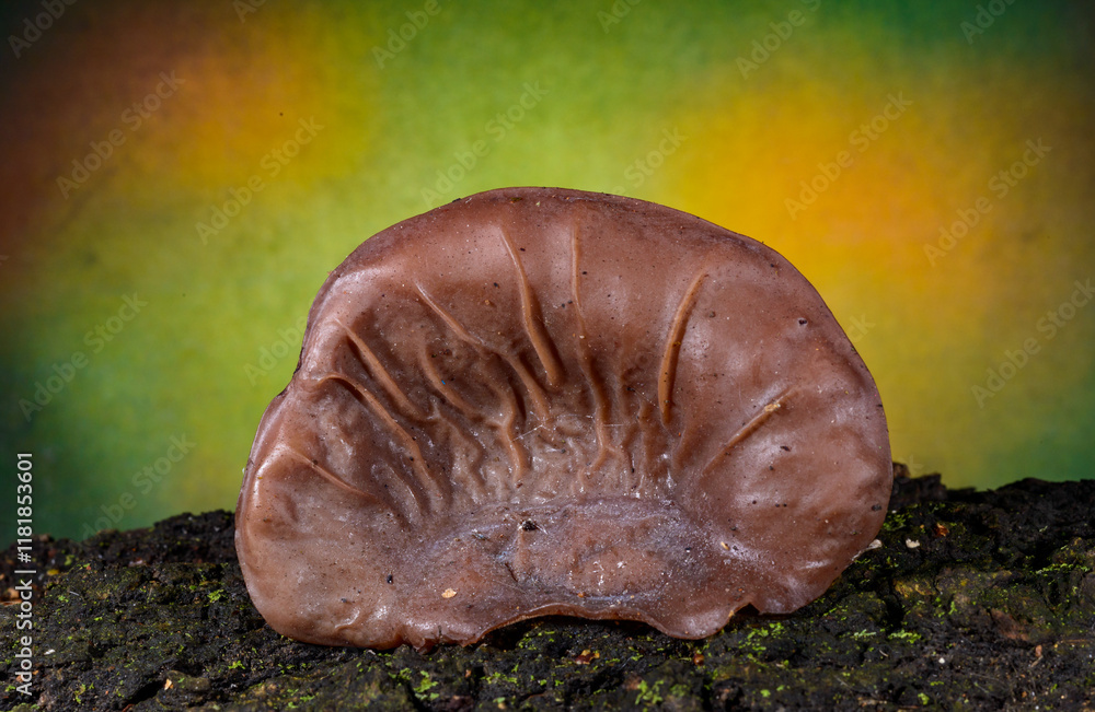 Auricularia auricula-judae - saprophytic fungus growing on an old tree stump, Odessa Auricularia auricula-judae - saprophytic fungus growing on an old tree stump, Odessa