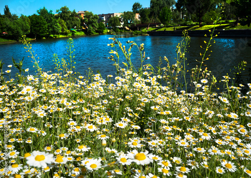 Medicinal chamomile, Matricaria chamomilla L. on the lake shore.
This is a medicinal plant. Used in alternative medicine.
 photo