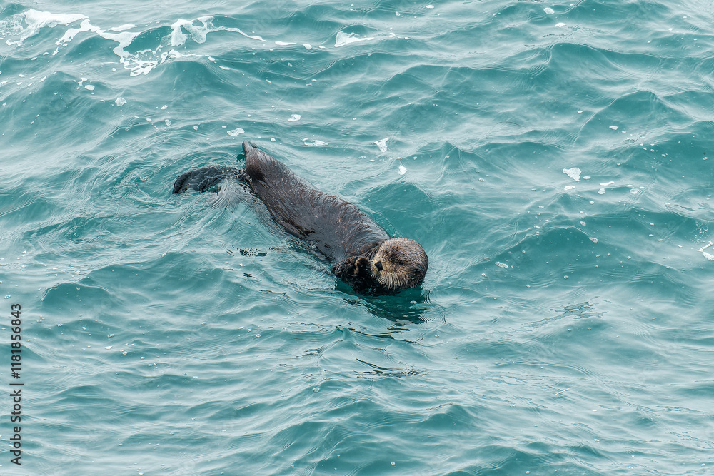 Obraz premium ラッコ