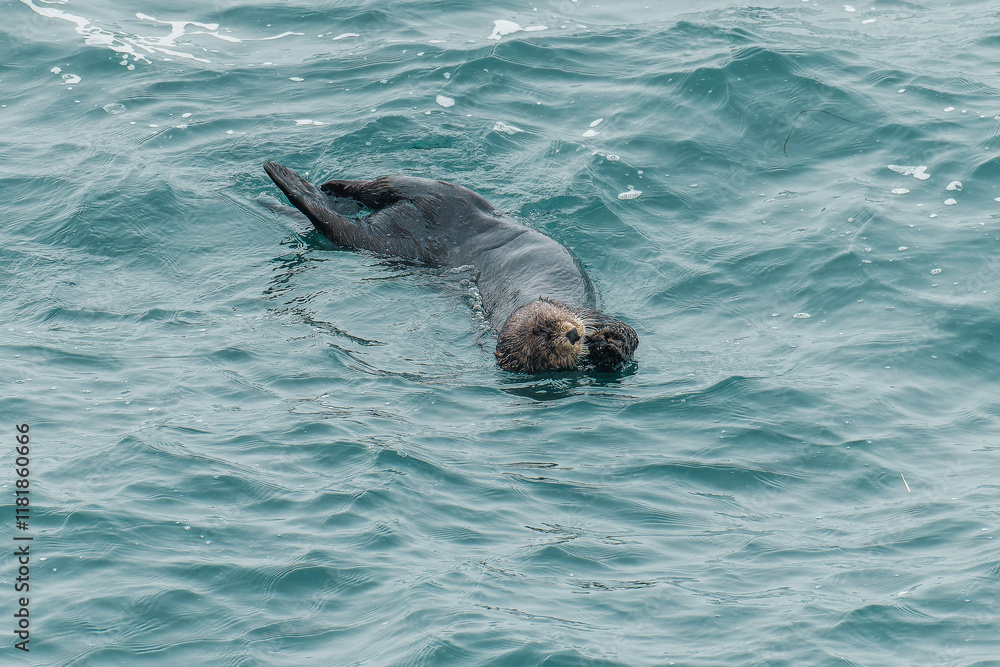 Obraz premium ラッコ