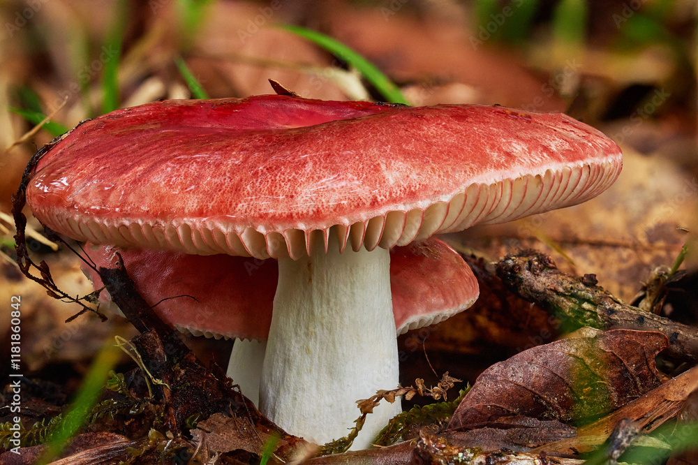 Magical and beautiful mushrooms from the forest. Magical and beautiful mushrooms from the forest.
