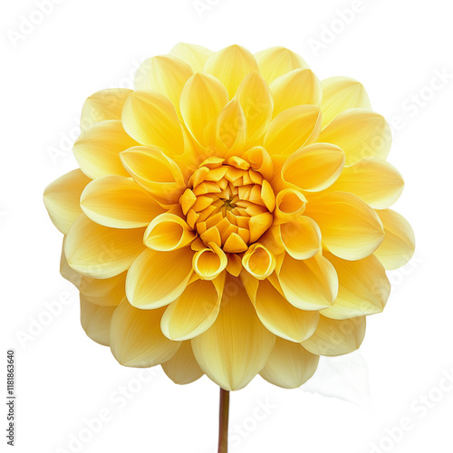 A Close-Up of a Yellow Dalia Flower Against a White Background.