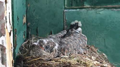 The young cuckoo in the nest of common redstar inside of the window sill. photo