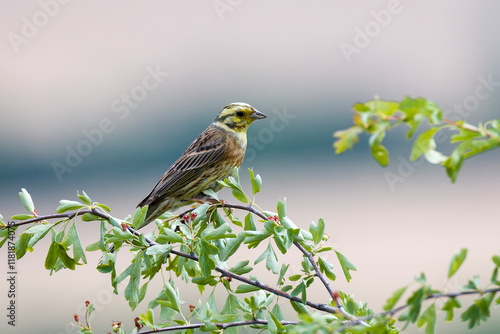 Zaunammer (Emberiza cirlus) Männchen	 photo