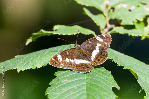 Kleiner Eisvogel ( Limenitis camilla ) auf einem Blatt	
 photo