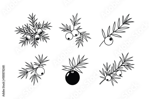 Juniper Berry (Juniperus communis) design, labeled line art vector illustration