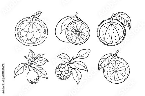 Kaffir Lime (Citrus hystrix) design, labeled line art vector illustration