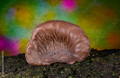 Auricularia auricula-judae - saprophytic fungus growing on an old tree stump, Odessa photo