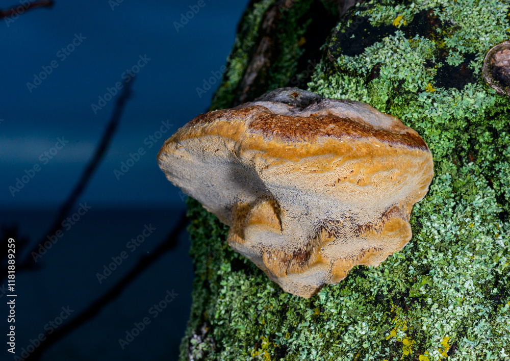 Phellinus sp. - young tinder fungus growing on an old apricot tree, Odessa Phellinus sp. - young tinder fungus growing on an old apricot tree, Odessa