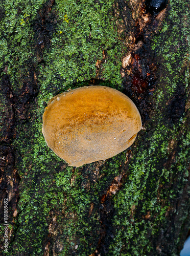 Phellinus sp. - young tinder fungus growing on an old apricot tree, Odessa photo