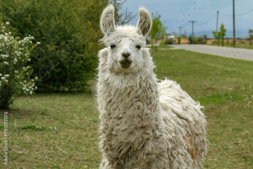 Curly-haired llama standing in a rustic outdoor setting. photo