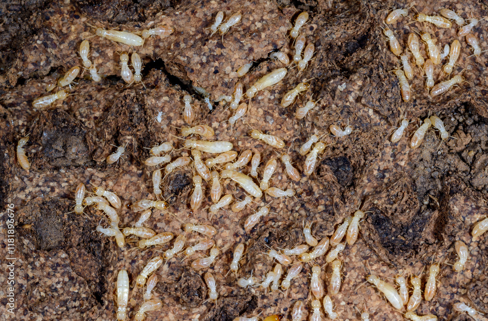 Reticulitermes lucifugus - A colony of termites living in rotten wood in southern Ukraine, Odessa Reticulitermes lucifugus - A colony of termites living in rotten wood in southern Ukraine, Odessa