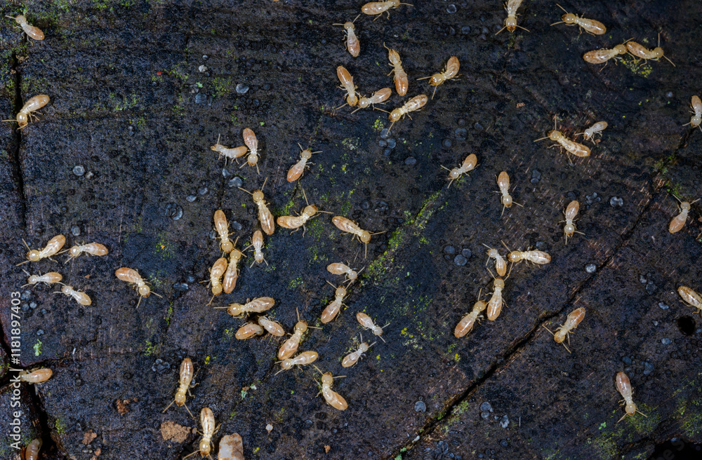 Obraz premium Reticulitermes lucifugus - A colony of termites living in rotten wood in southern Ukraine, Odessa