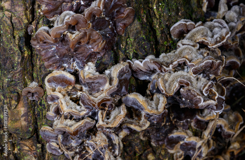 Auricularia mesenterica - saprophytic fungus growing on an old tree stump, Odessa photo