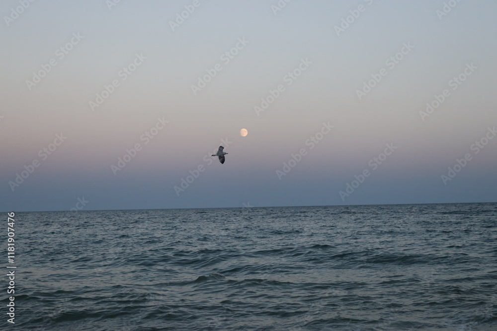 seagull and the moon over the water seagull and the moon over the water