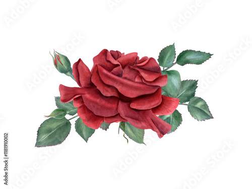 Garden blooming red rose with leaves watercolor isolated illustration. Single flower and greenery composition in realistic style. Floral bouquet for invitation design, Valentine day, Mother day cards