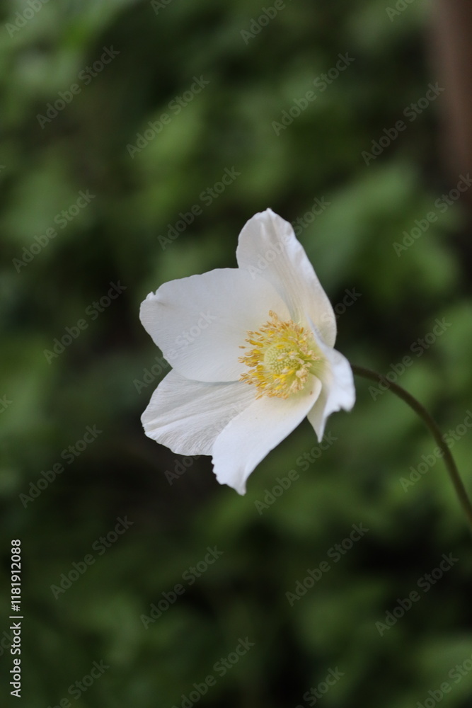 Narcissus Narcissus