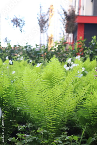 Moniliformopses