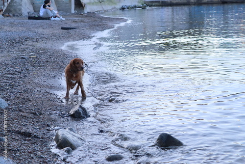 Spaniel