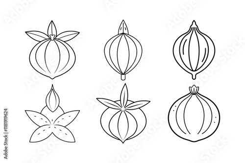 Mace (Myristica fragrans) design, labeled line art vector illustration