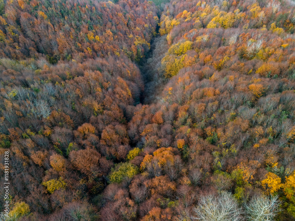 Sakarya Stunning Autumn Forest Canopy Viewed from Above. High-angle, full shot of a vibrant autumn forest. ADAPAZARI KARASU TURKIYE TURKEY Drone shot aerial view Sakarya Stunning Autumn Forest Canopy Viewed from Above. High-angle, full shot of a vibrant autumn forest. ADAPAZARI KARASU TURKIYE TURKEY Drone shot aerial view