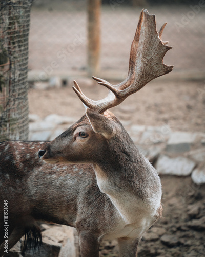 animales de granja y del bosque