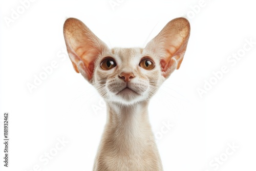 Oriental Shorthair cat with big ears, isolated on white background, feline breed illustration photo