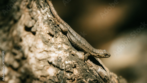 animales de granja y del bosque photo