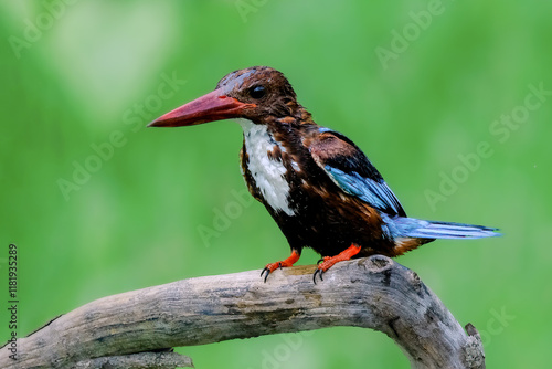 Canvas Print White throated kingfisher