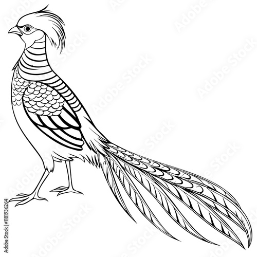 Golden Pheasant