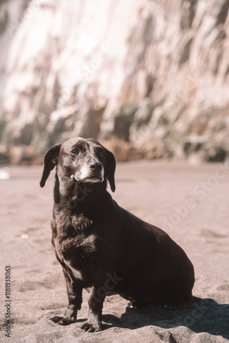 animales de granja y del bosque