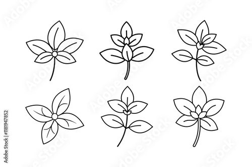 Oregano (Origanum vulgare) design, labeled line art vector illustration