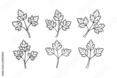 Parsley (Petroselinum crispum) design, labeled line art vector illustration