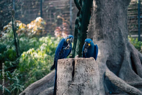 Obraz Dwie niebieskie papugi na pniu drzewa