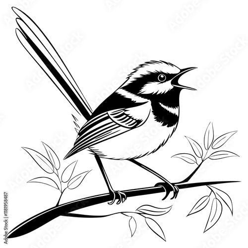 Fairy Wren